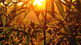 俄勒冈州立大学：大麻素可防止 COVID-19 冠状病毒进入人体细胞(图1)