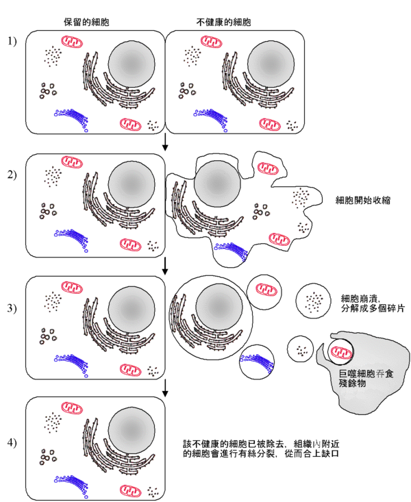 细胞凋亡(图1)