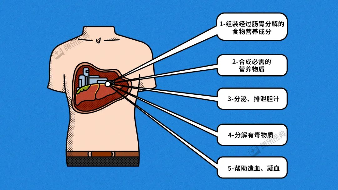 王福生院士：脐带间充质干细胞显著改善失代偿性肝硬化的肝功能，提高长期生存率(图1)