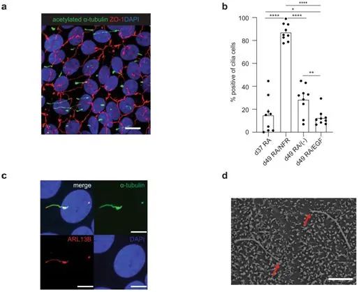 近期干细胞研究领域重要研究成果一览(图9)