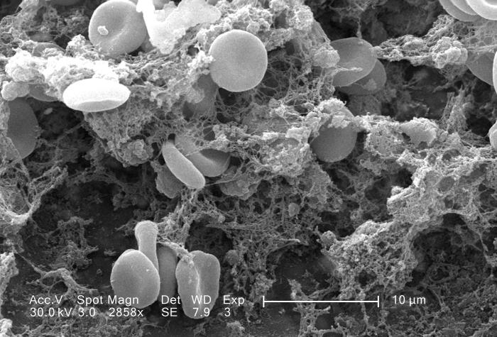 细胞生物学(图4)