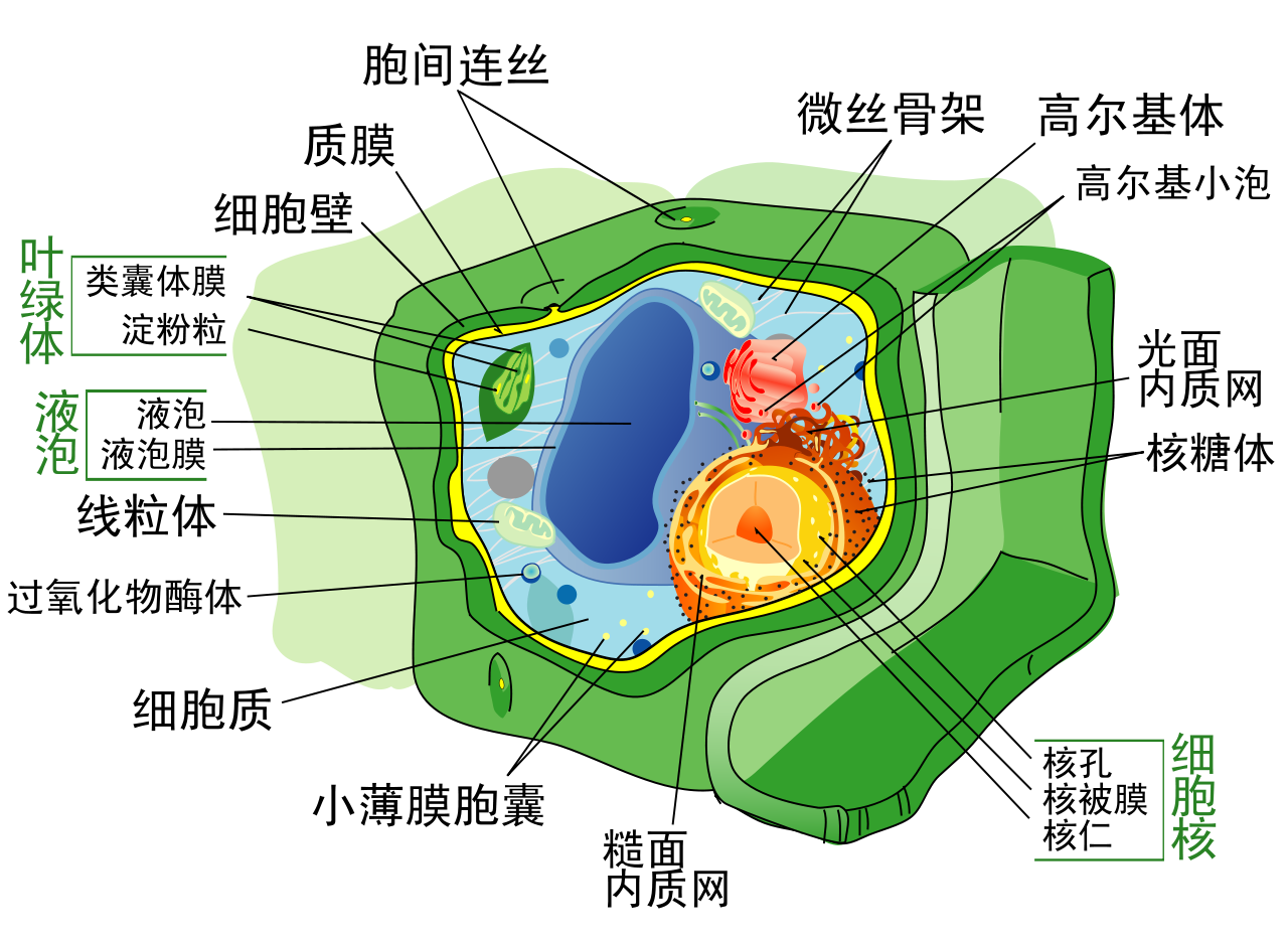 植(zhí)物(wù)细胞学(图1)