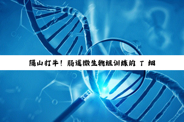 隔山打牛！肠道微生物组训练的 T 细胞有助于治愈受伤的肌肉和肝脏