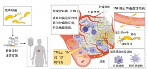 基于细菌的癌症免疫治疗和放射治疗